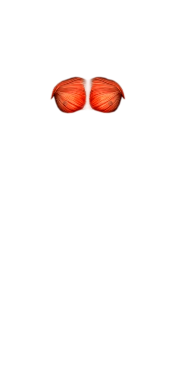 Front view muscle